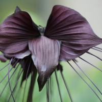 Tacca chantrieri André